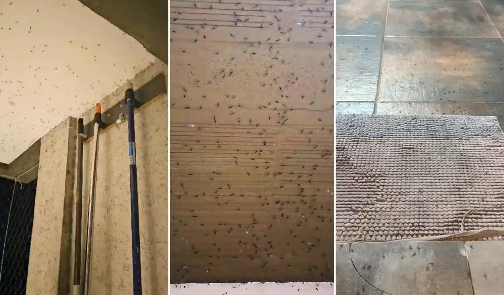 Mira las increíbles imágenes de los mosquitos que invadieron La Plata