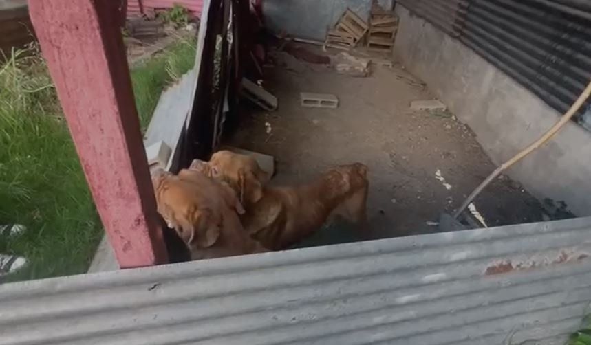 Allanaron un criadero de perros en Villa Elisa