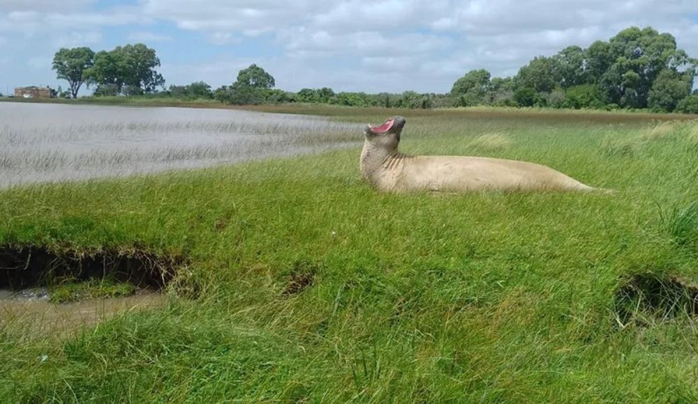 La crecida del Rio de La Plata trajo una sorpresa para los vecinos