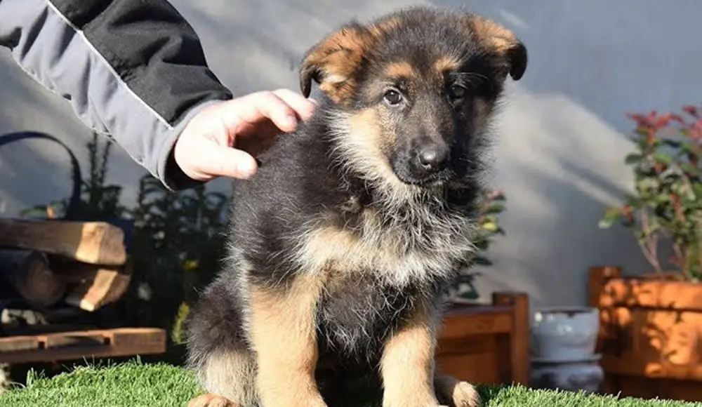 Nuevas jornadas de vacunación antirrábica y desparasitación para las mascotas