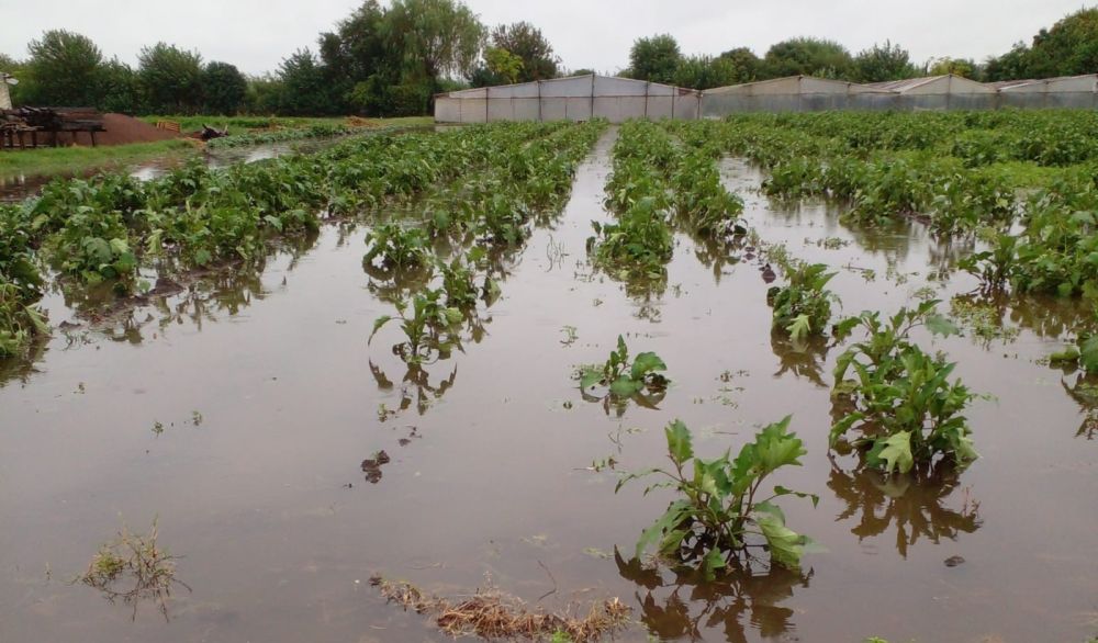 El temporal en La Plata generó pérdidas de cosecha y destrozos en el cinturón frutihortícola