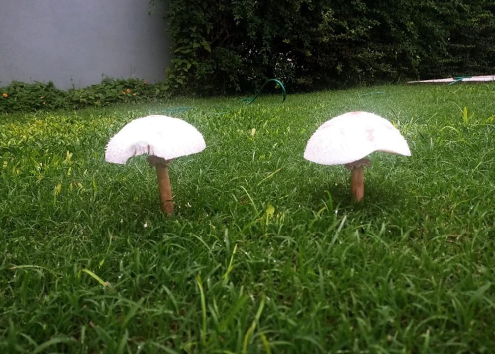 ¿Son venenosos? Revelan por qué aparecen hongos en los patios y plazas de La Plata