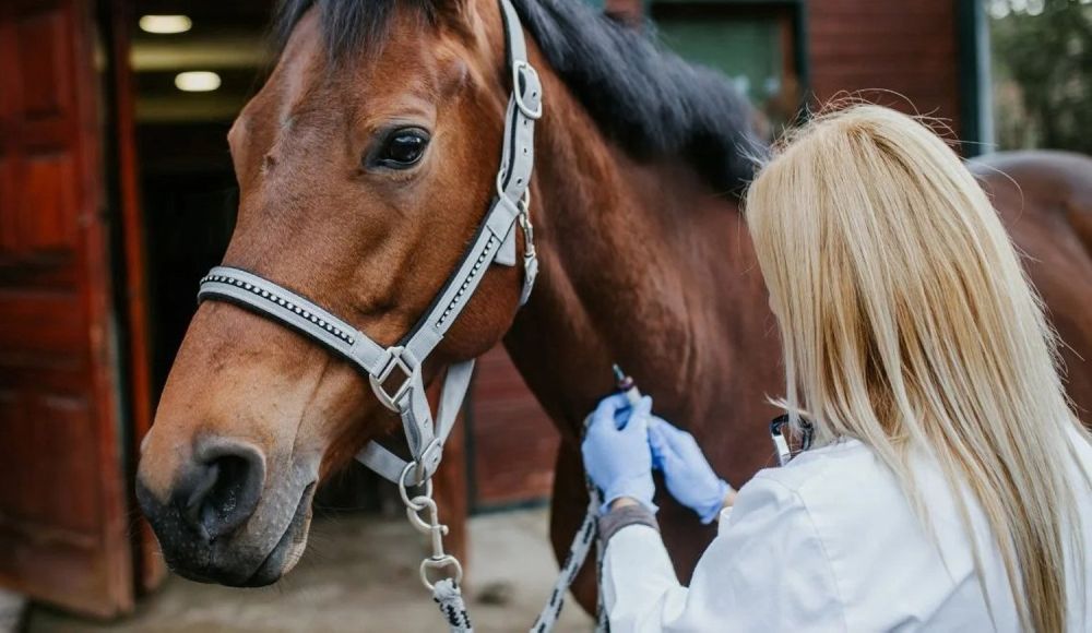 Confirman un nuevo caso de encefalitis equina en La Plata