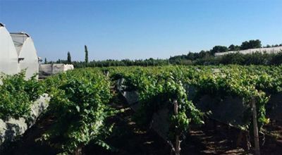 Investigadores del Conicet descifraron el genoma completo del Malbec argentino