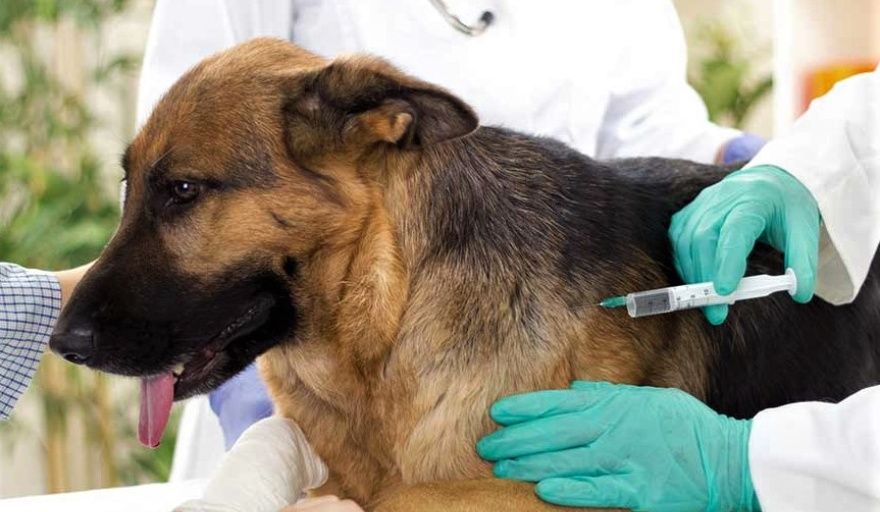 Nueva jornada de vacunación antirrábica y castración gratuita en un barrio de La Plata