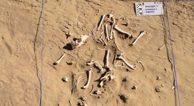 Descubren en Chubut al primer perro de carga en Sudamérica