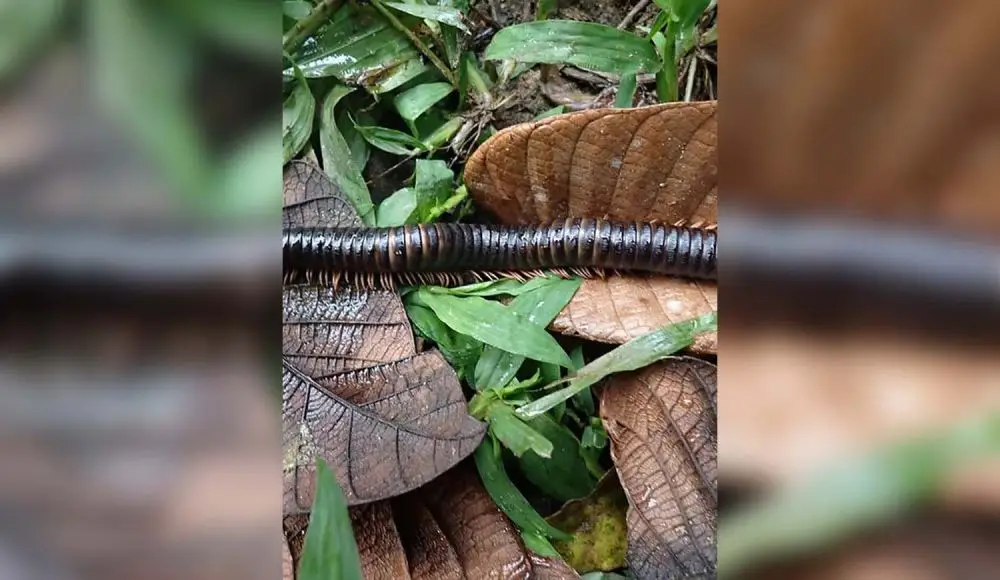 Hallaron en Madagascar una criatura considerada extinta