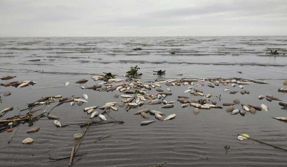 Aparecieron cientos de peces muertos en Punta Lara