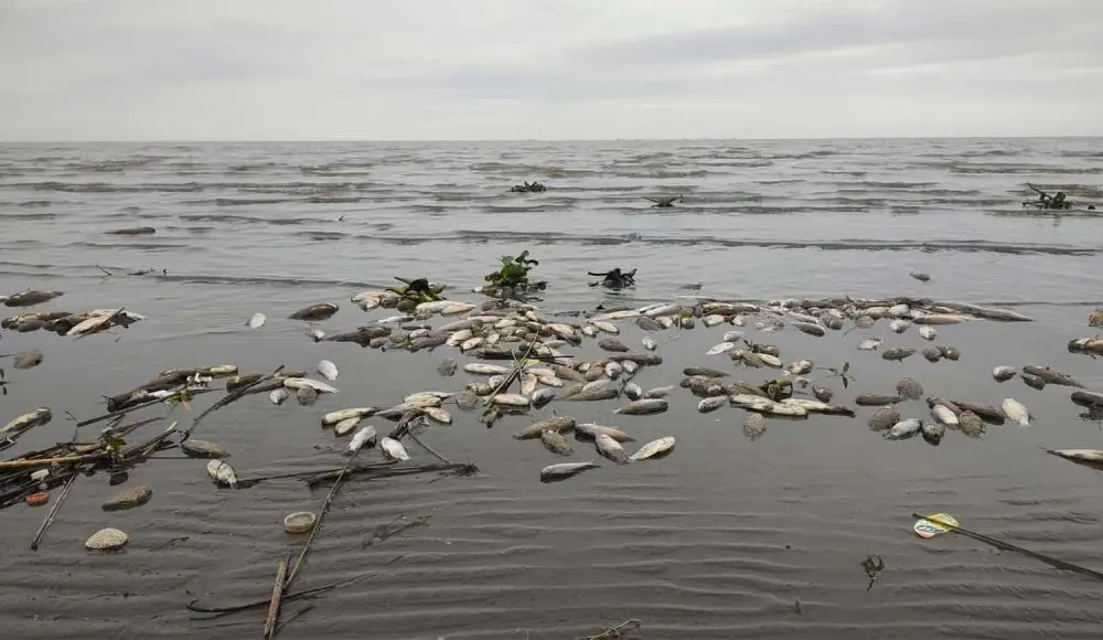 Aparecieron cientos de peces muertos en Punta Lara