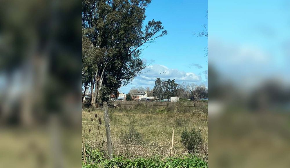 Apareció colgado en un árbol junto a una nota: -Solo yo fui el culpable-