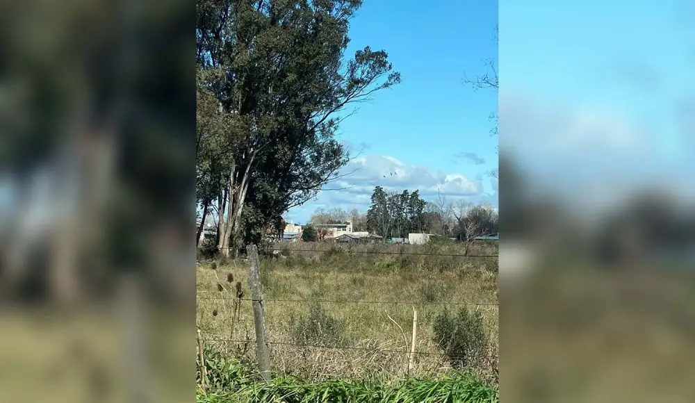 Apareció colgado en un árbol junto a una nota: “Solo yo fui el culpable”