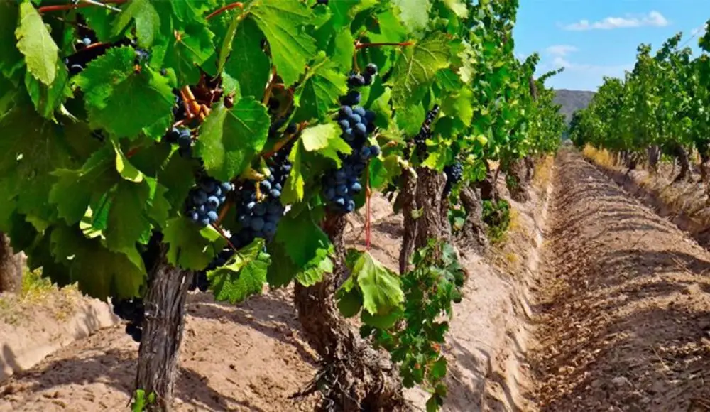 Desarrollan estudio científico para descifrar la identidad de los Malbec argentinos