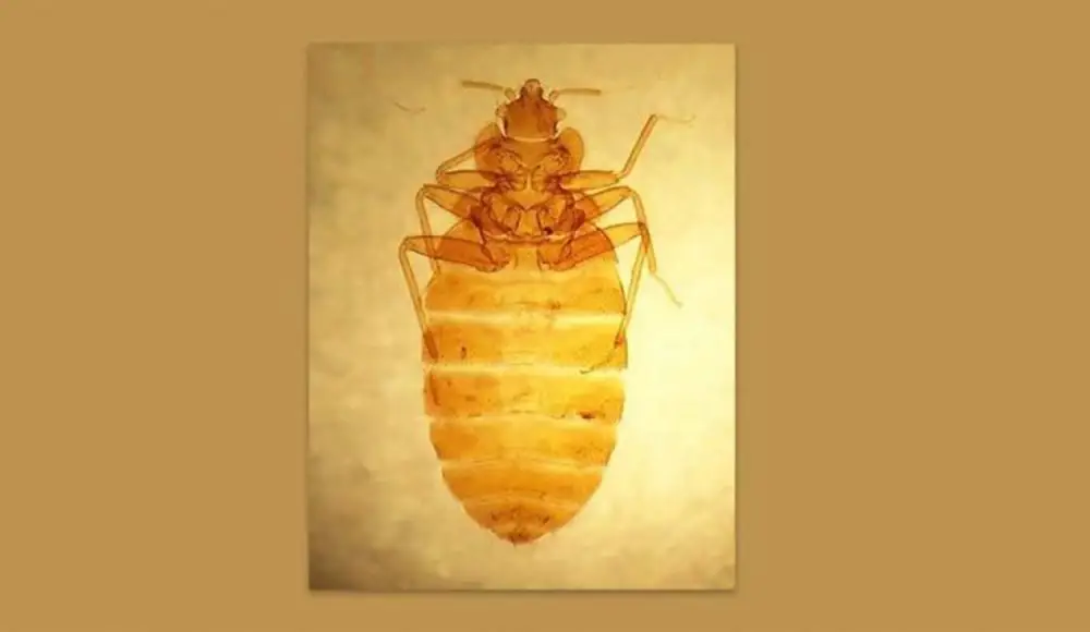 El Conicet testea una droga combatir insectos