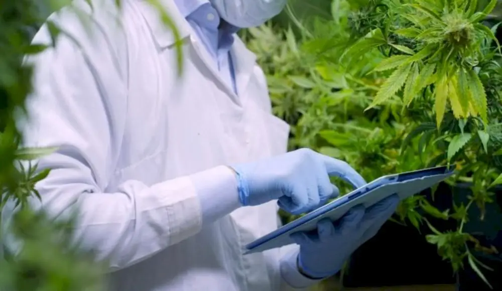 Se viene el primer Encuentro sobre Cannabis y Salud en La Plata