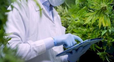 Se viene el primer Encuentro sobre Cannabis y Salud en La Plata