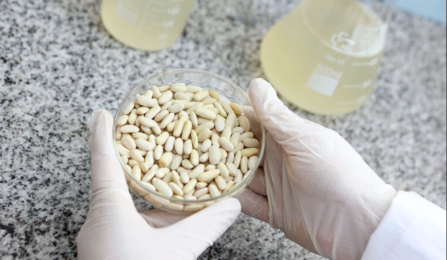 ¿Tirás el agua de los porotos? La UNLP descubrió que puede ser clave para alimentos saludables