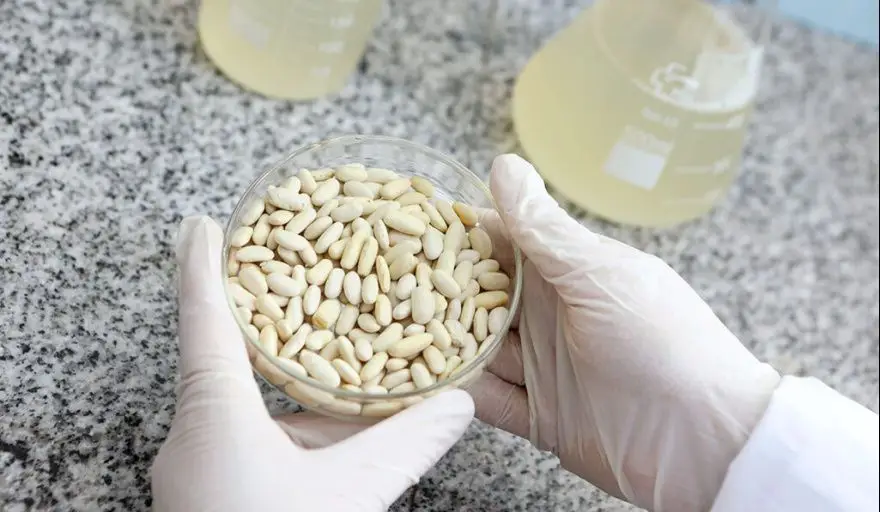 ¿Tirás el agua de los porotos? La UNLP descubrió que puede ser clave para alimentos saludables