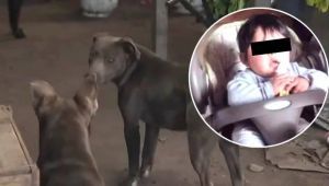 Perros asesinos en Arturo Seguí: “Era costumbre que andara solo”