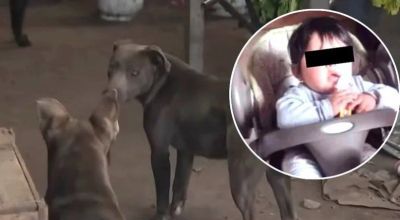 Perros asesinos en Arturo Seguí: “Era costumbre que andara solo”