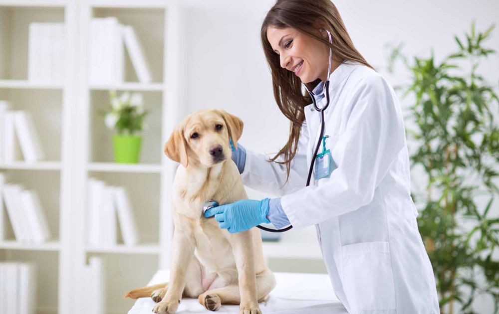 Monte Grande tendrá su primer Hospital Veterinario Municipal gratuito: qué ofrecerá y dónde estará ubicado