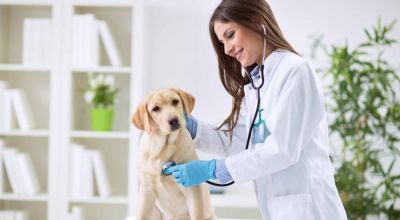 Monte Grande tendrá su primer Hospital Veterinario Municipal gratuito: qué ofrecerá y dónde estará ubicado