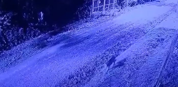 Alerta por puma suelto en Pilar