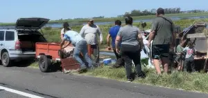 Ruta 7: un camión que transportaba cerdos volcó en Chacabuco y los vecinos se robaron a los animales