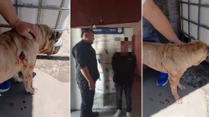 Crueldad animal, detuvieron a dos hombres en Junín tras apuñalar y patear a perros