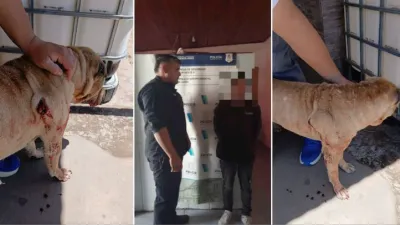 Crueldad animal, detuvieron a dos hombres en Junín tras apuñalar y patear a perros