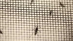 Los casos aislados de dengue mantienen el alerta y refuerzan acciones preventivas en la provincia