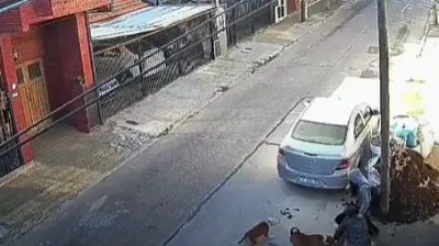 Alerta en Bernal: vecinos denuncian que dos pitbulls sueltos atacan mascotas y personas en el medio de la calle