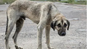 Proponen arresto para quienes maltraten o abandonen mascotas
