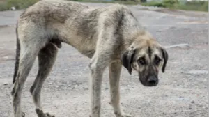 Proponen arresto para quienes maltraten o abandonen mascotas