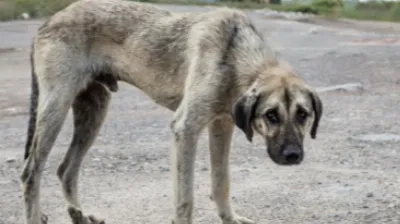 Proponen arresto para quienes maltraten o abandonen mascotas