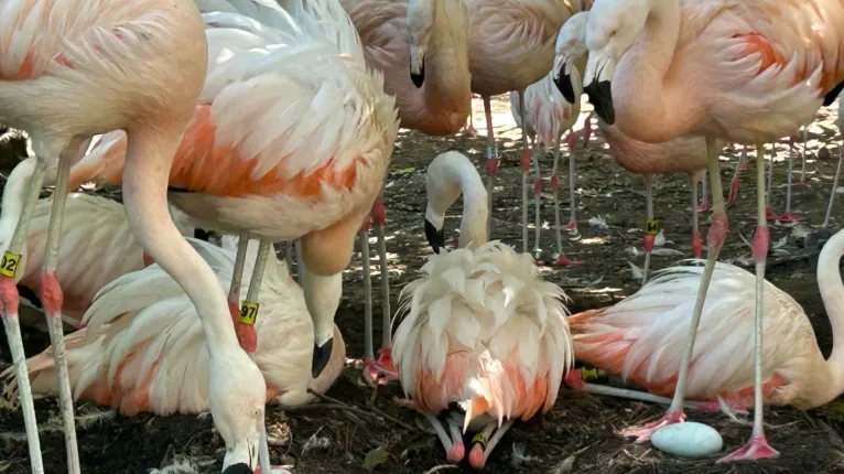 Proponen privatizar el Bioparque de La Plata para generar fondos y reinvertirlos en su mantenimiento