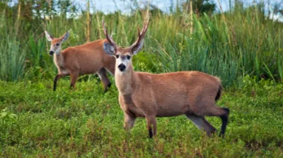 Denuncian la muerte de al menos dos ciervos en el ECAS y cuestionan las condiciones de los animales